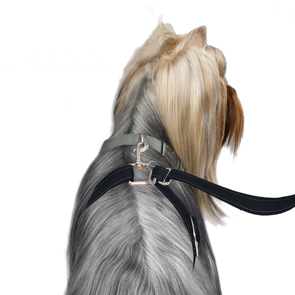 sm-image-0abf75f570fd1de7911935f2 ThunderLeash®