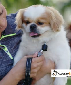 ThunderSnap Quick-Connect Leash for Dogs