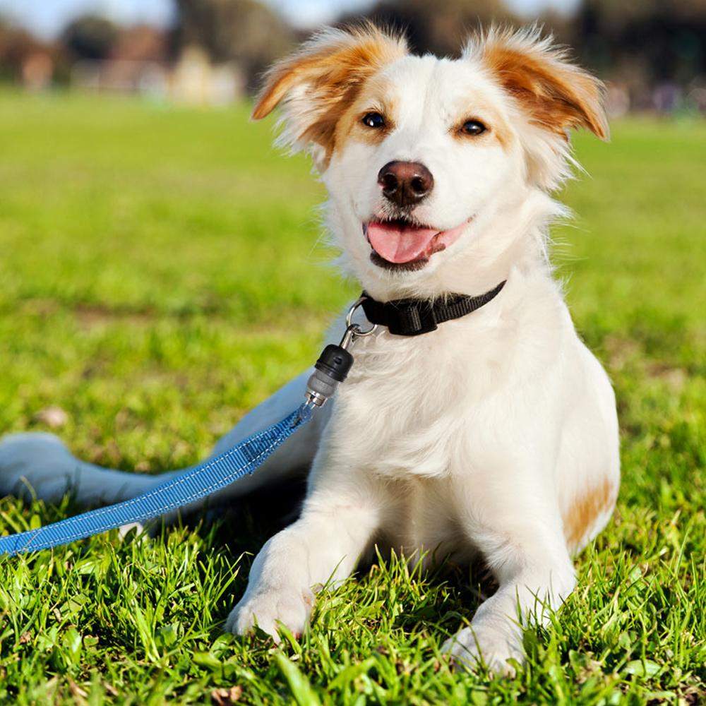 sm-image-689c62dca300fd478032af23 ThunderSnap Quick-Connect Leash for Dogs